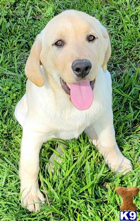 club4paws Picture 1